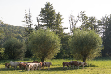 Rinder auf der Weide