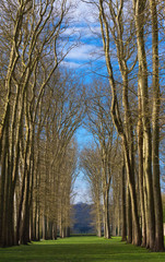 Beautiful scenic view of the Versailles forest , Paris, France
