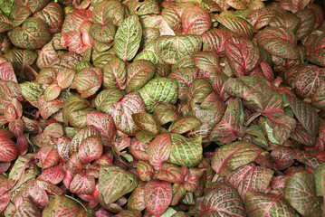 Fittonia albivenis
