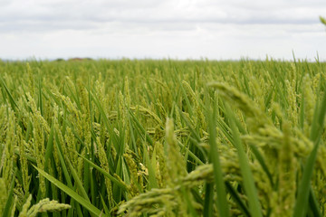 Green field of rice plants..