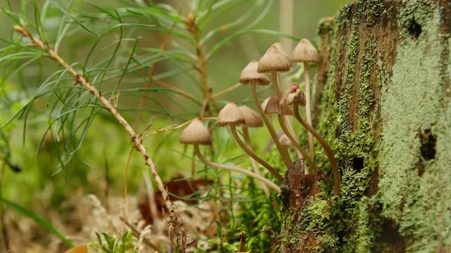 A large family of small mushrooms on rotten wood, close up.