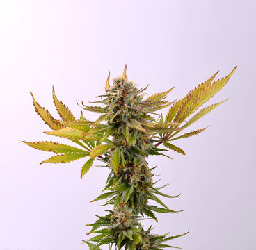 Cannabis cola (Ruassian Doll marijuana strain) isolated on white on late flowering stage - medical marijuana concept