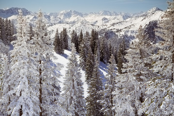 Fir trees covered with snow on the slopes of Tegelberg mountain in Bavarian Alps, Germany