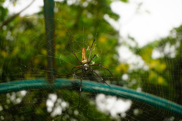 big spider hangs on a web above gate