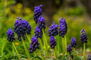 Levander flower at the field