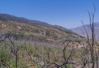 Wild Lupine covering a hill side with a mountain in the background, and blue sky, in Kings Canyon National Park