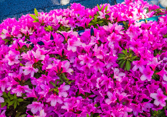 Close up of a beautiful purple spring flowers in Japan