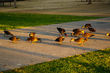 Many ducks eating crumbs at a park