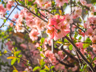 Beautiful view of hanami park during cherry blossom season in Kyoto