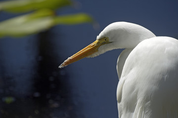 Great egret on the lake shore