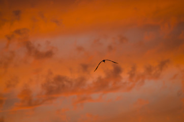 Dramatic red sunset sky with clouds and and a lonely bird