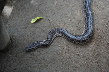 long black snake slithering Pattaya thailand