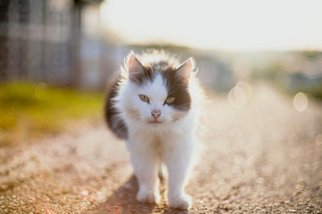 Fototapeta premium morning cat, green eyes, grace