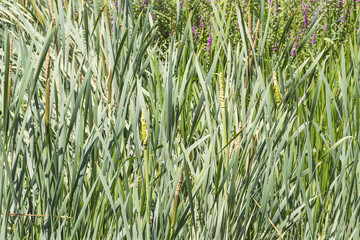 Obraz premium Bulrush, cattail or great reedmace