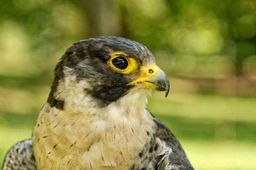 Peregrine falcon (Falco peregrinus) with blurred background