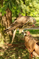 Feeding the bird of prey little chicken