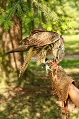 Feeding the bird of prey little chicken