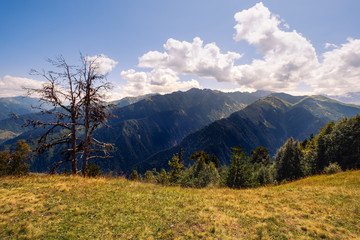 Landscape view of Svaneti mountains and dry tree, Caucasus, Georgia