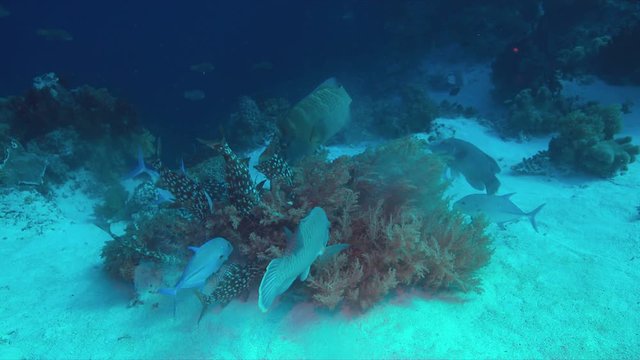 Emperor Snapper, Napoleon and Trevallies hunting on a coral reef. 4k footage