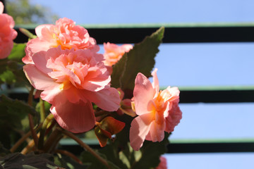 Camellia - Peachy Flowers wooden trellis overhead