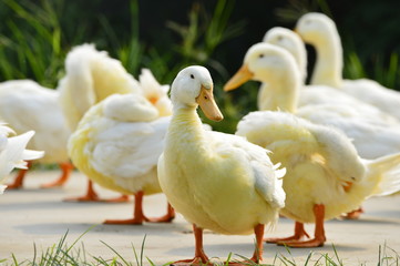 The ducks
