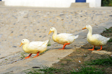 The ducks