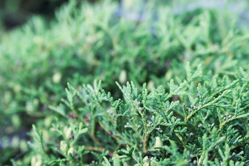 Thuja. Background of twigs of thuja.
