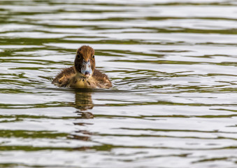 Duckling