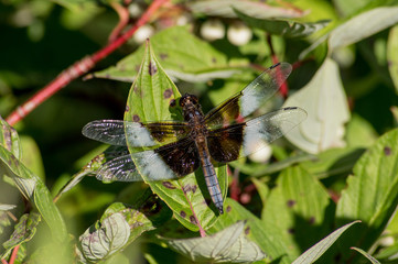 Dragonfly on a leaf on a sunny day