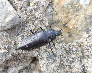 taupin, Elateridae, coléoptère noir 