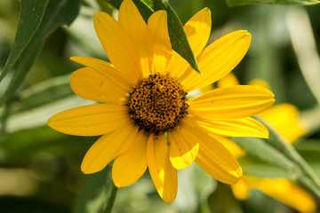 daisy details