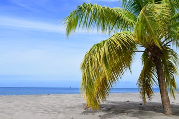Cocotier sur une plage Antillaise