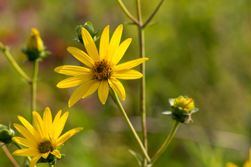 bright yellow daisy