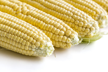 Uncooked, raw, peeled fresh corn on a white background