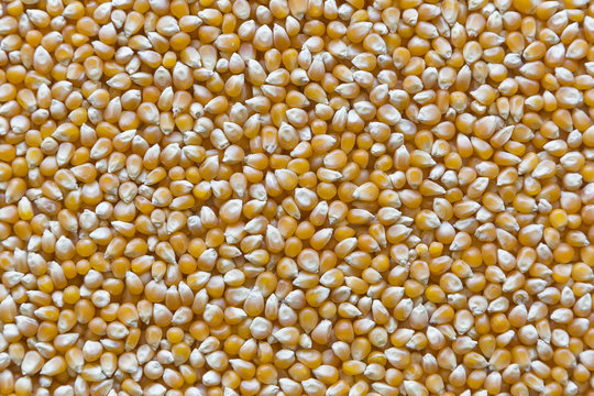 Close-up dried corn kernels legumes background