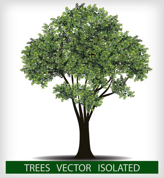 Engraved tree. Vector illustration of a fruit  in vintage engraving, tree on white background,Vector trees in silhouettes.Create many more trees with leaves and bare trees on the bottom,Green Oak