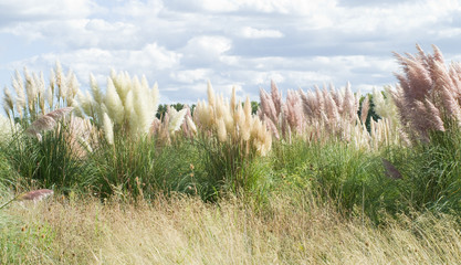 Herbe de la pampa rose et blanche