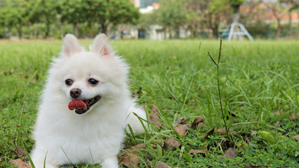 White Pomeranian dog in the park