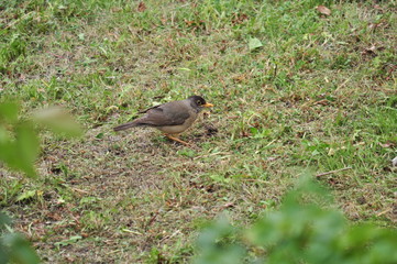 sparrow & grass