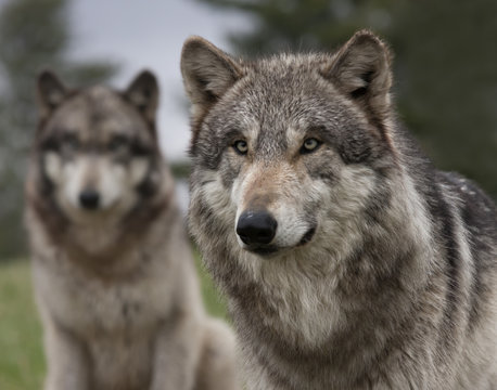 Two Wolves with one in the foreground and one in the background