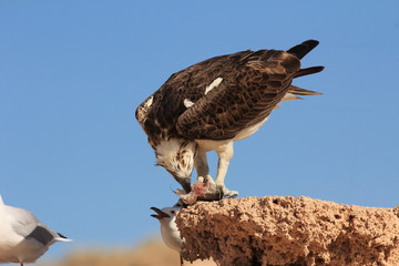 Osprey eating fish