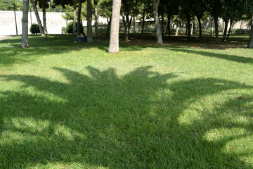 Shadow of palm tree on green grass
