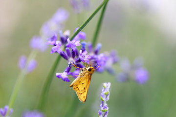 Fiery Skipper (Hylephila phyleus) male on Lavender. San Mateo County, California, USA.