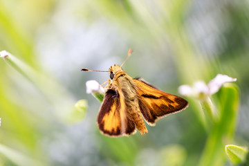 Fiery Skipper (Hylephila phyleus) male on Lavender. San Mateo County, California, USA.