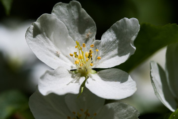 White flowers of apple, close-up
