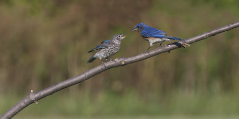 Hungry Bluebird Fledgling
