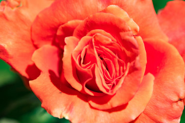 Orange flowers roses in the nature