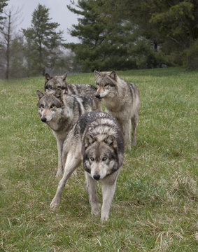 Wolf Pack
