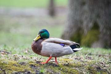 Wild Male Duck 
