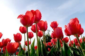 Flowers tulips against the sky, view from below